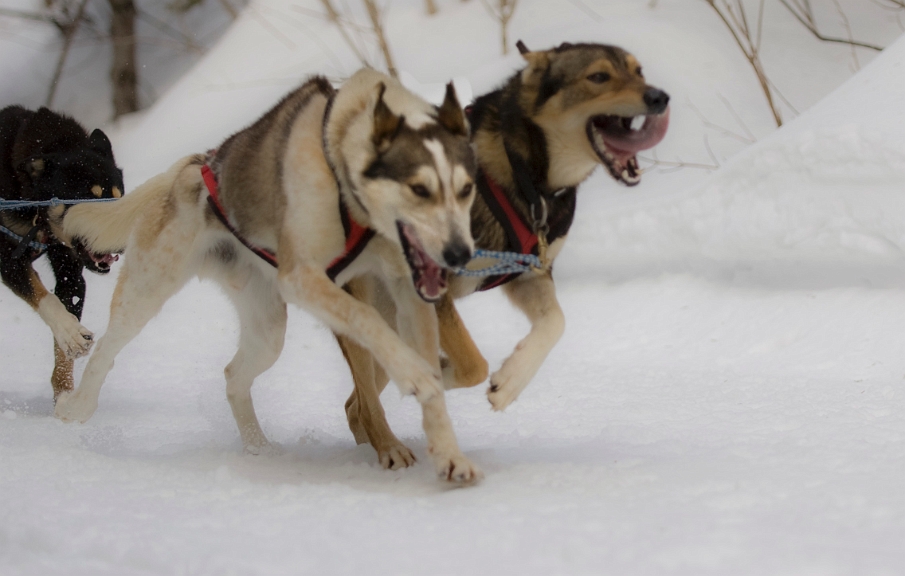 2009-03-14, Competition de traineaux a chiens au Bec-scie (134733).jpg - Dans le parcours